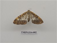 藏品(撒旦豹紋尺蛾)的圖片